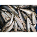 Poissons de sardine congelés chinois entiers pour se nourrir